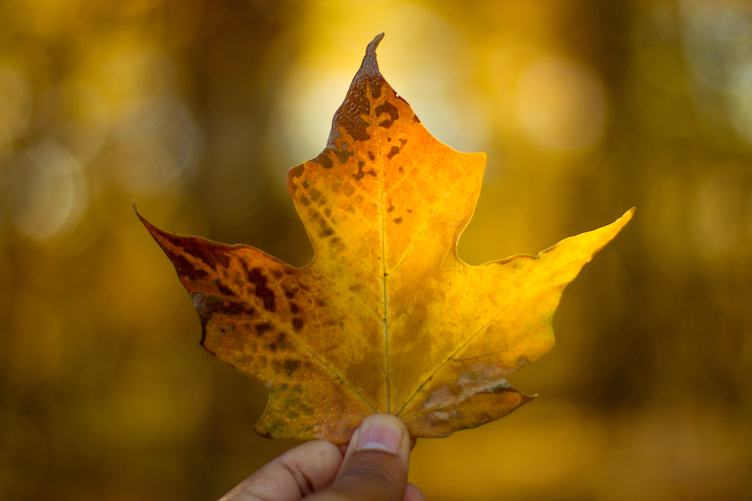 Person Holding Yellow Maple Leaf
