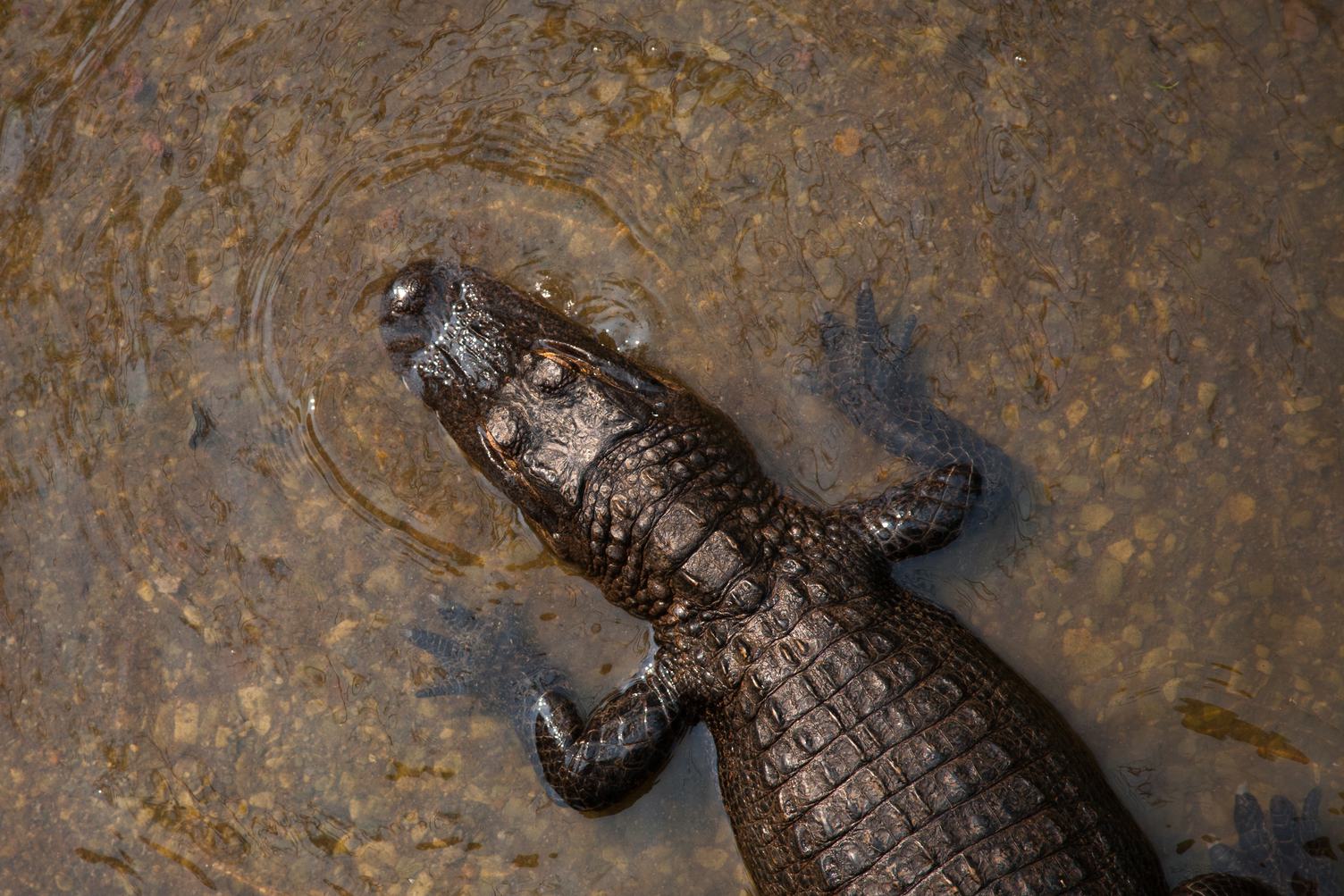 Crocodile View from above