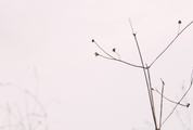 Branch of Dried Plant on Light Pink Background