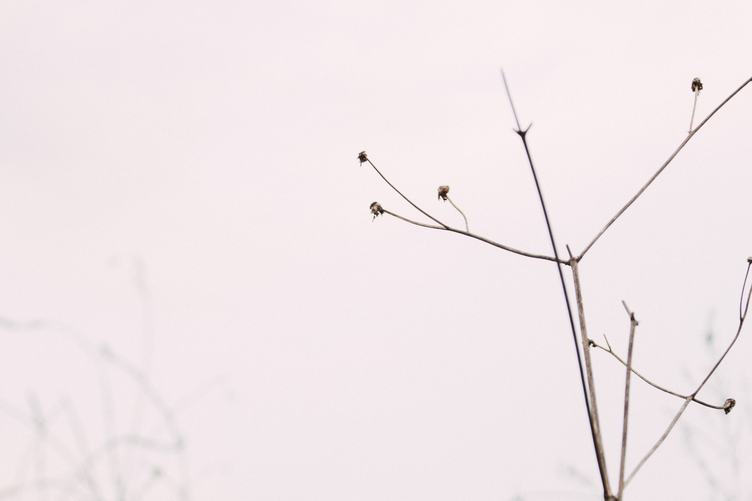 Branch of Dried Plant on Light Pink Background
