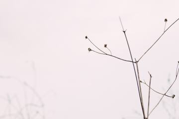 Branch of Dried Plant on Light Pink Background