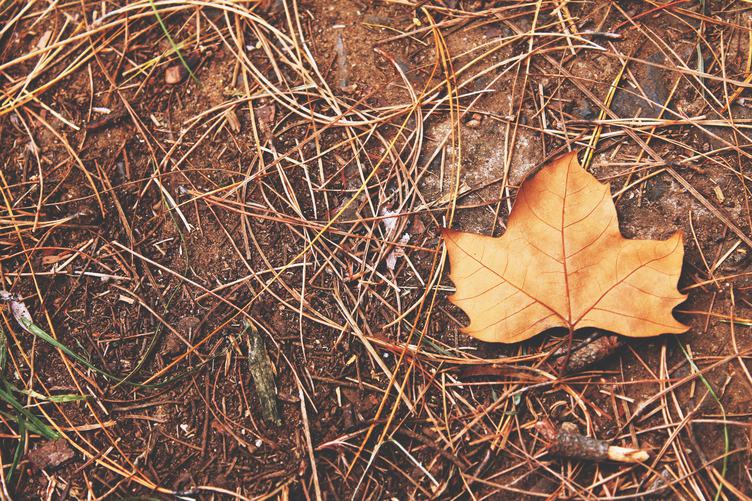 Autumn Maple Leaf on a Real Soil