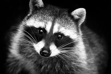Black and White Portrait of Cute Raccoon
