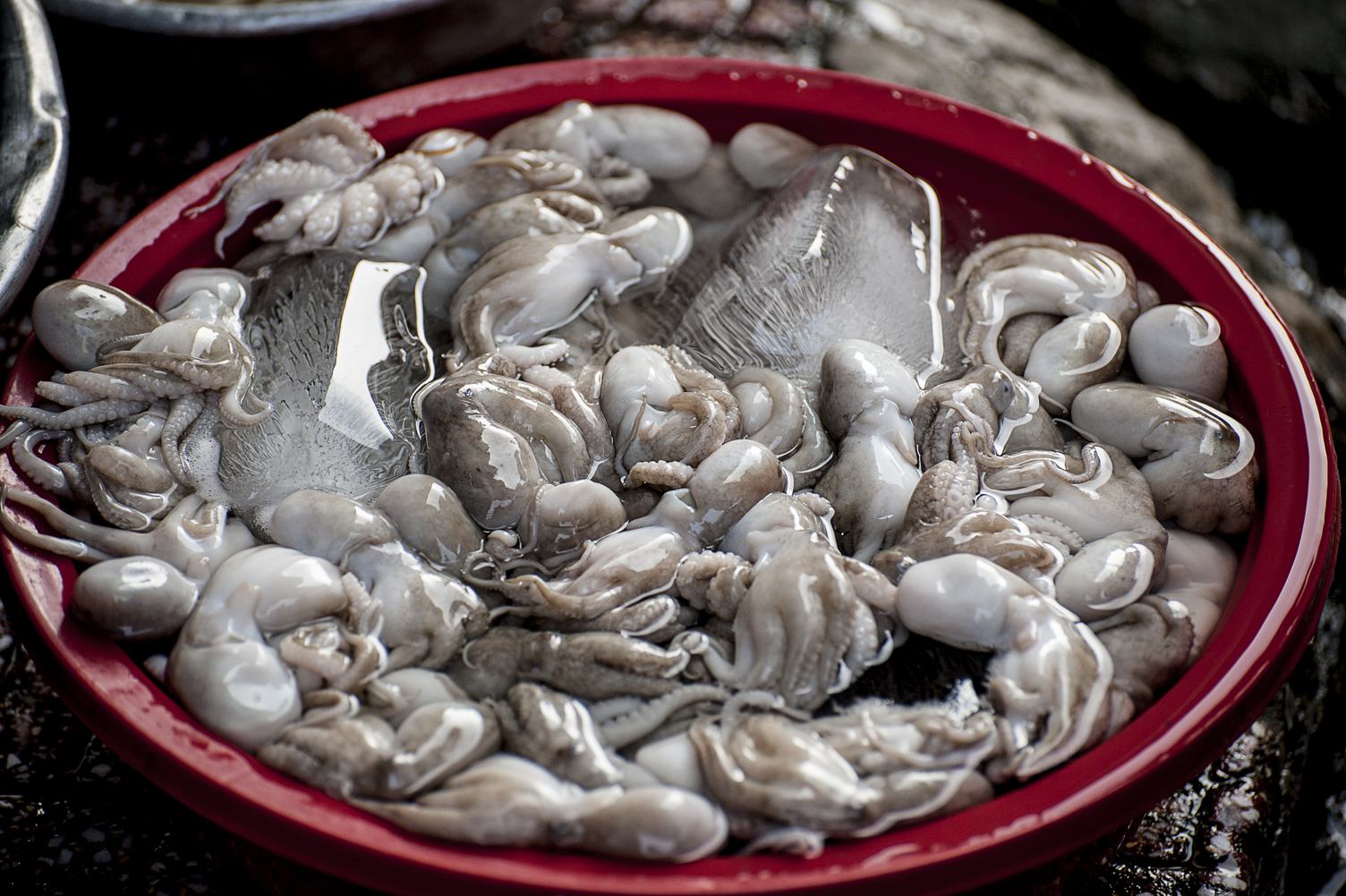 Fresh Squid in the Bowl for Sell at the Market