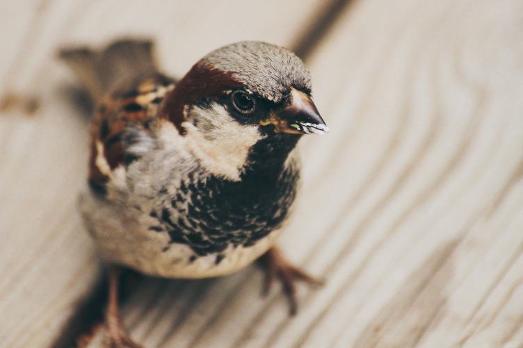 Closeup of Little Bird, Male House Sparrow