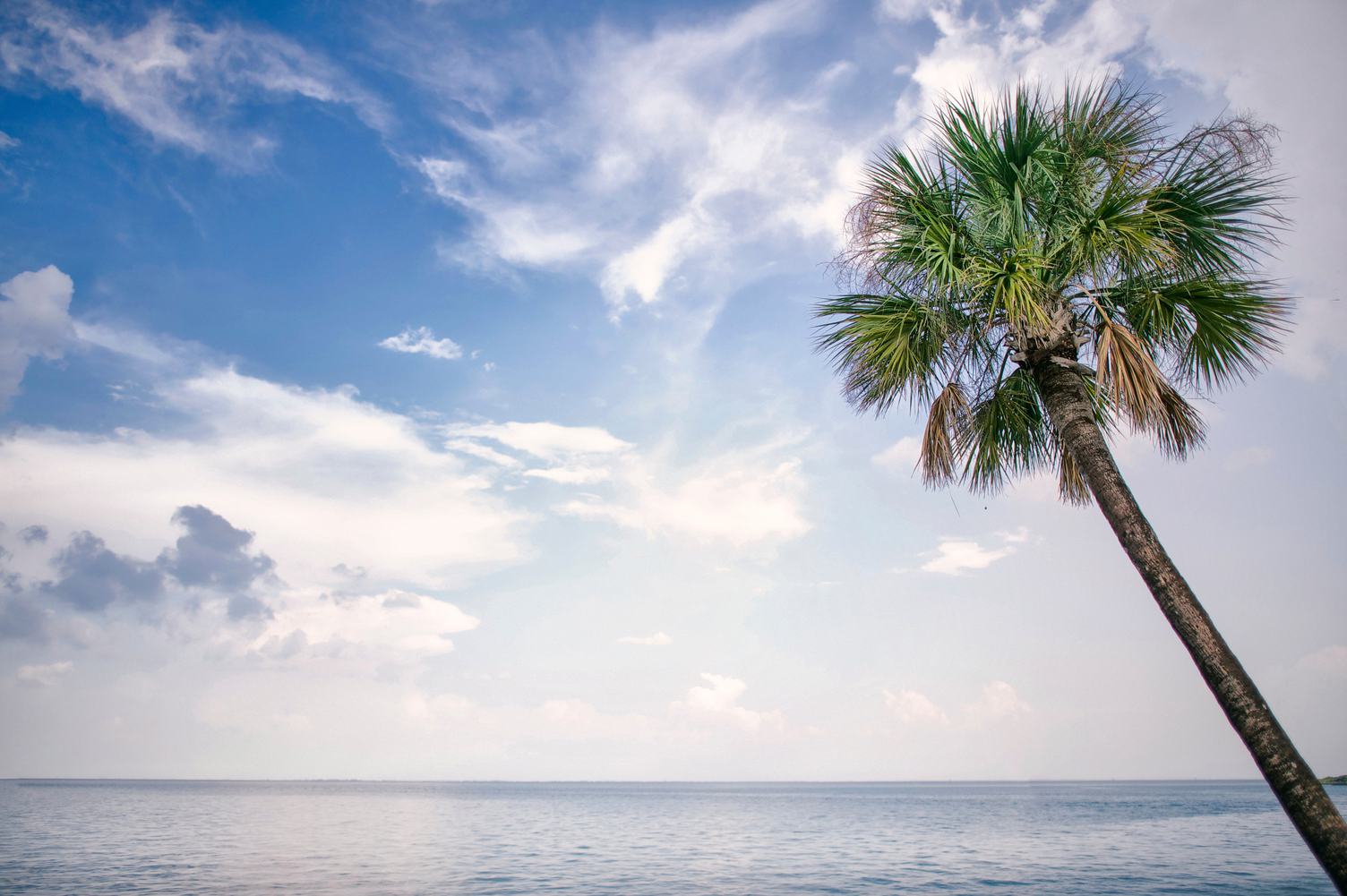 Palm Tree and the Ocean