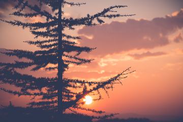 Silhouette of Larch Tree at Sunset