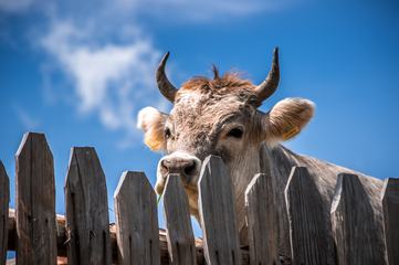 Cow with Horns Standing at the Fence