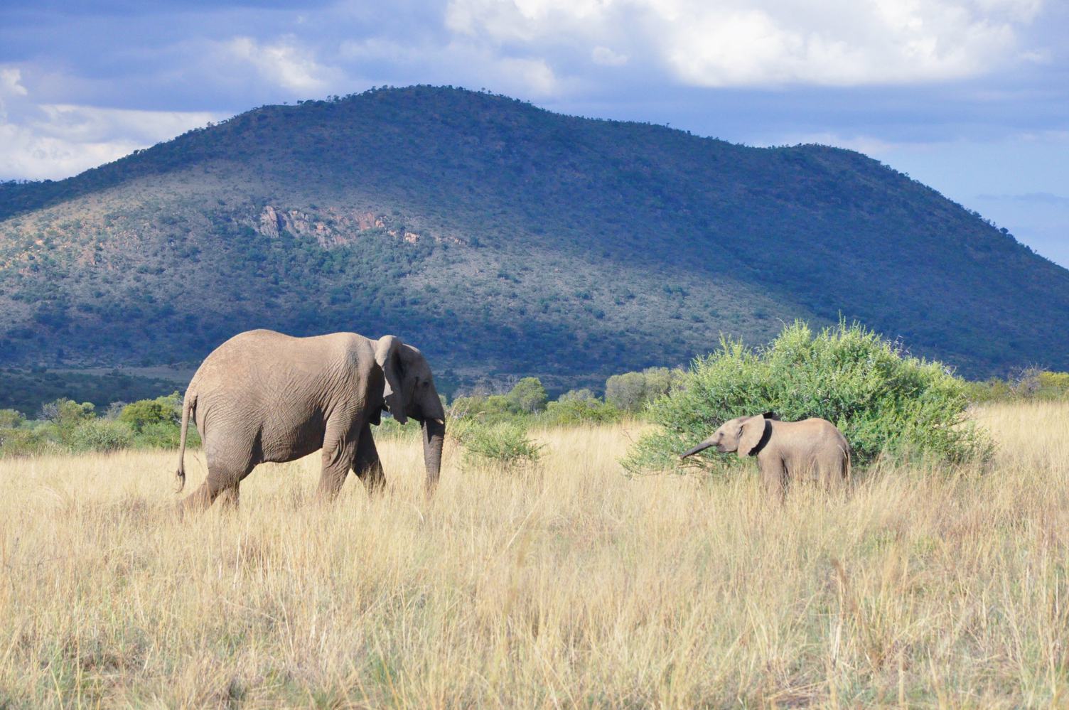 Elephant Family in Pilanesberg National Park, South Africa