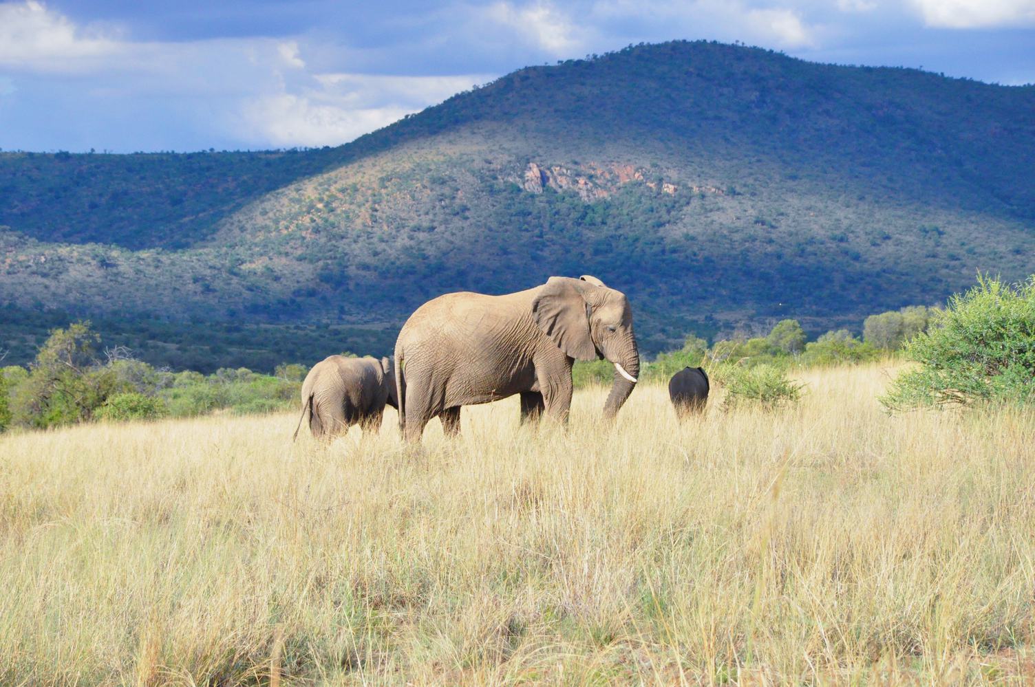 African Elephant Family