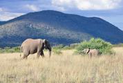 Elephant Family in Pilanesberg National Park, South Africa