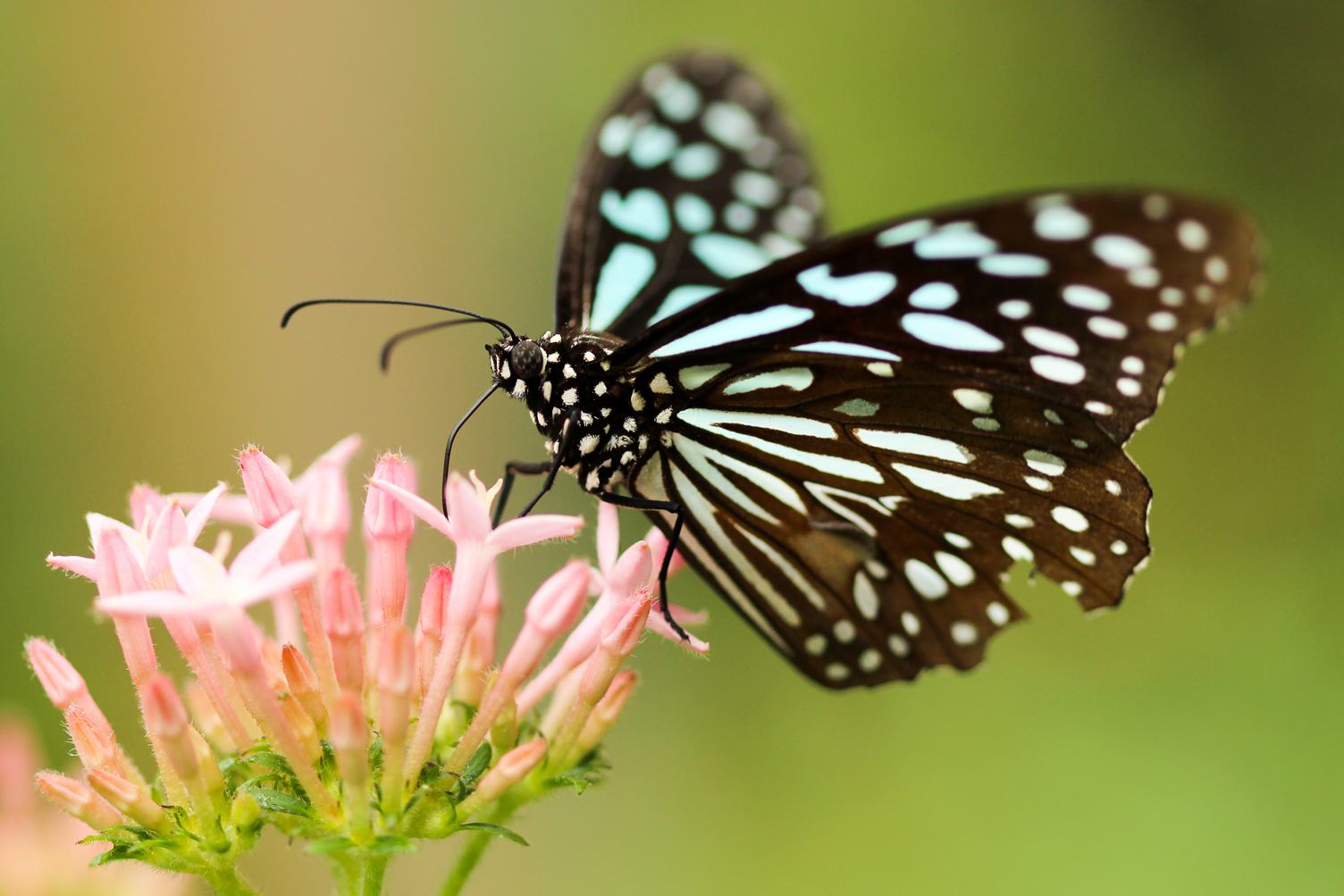 Butterfly on a Pink Flower