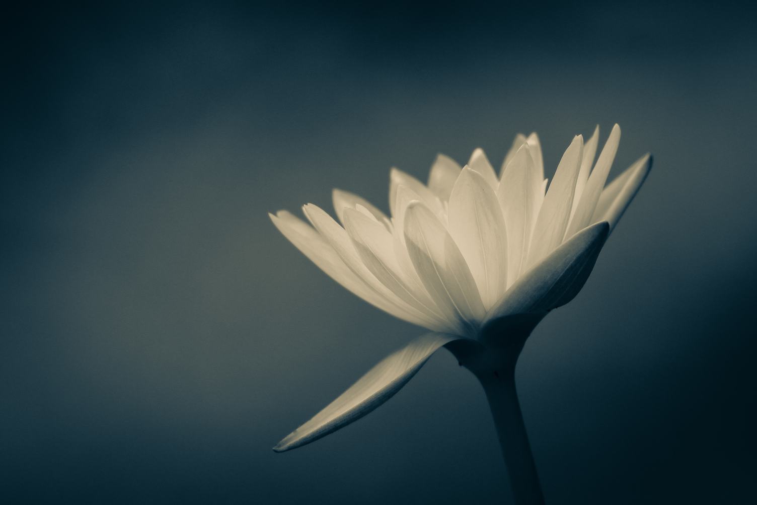 Close Up of White Flower