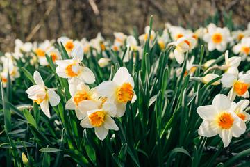 Daffodils on a Meadow