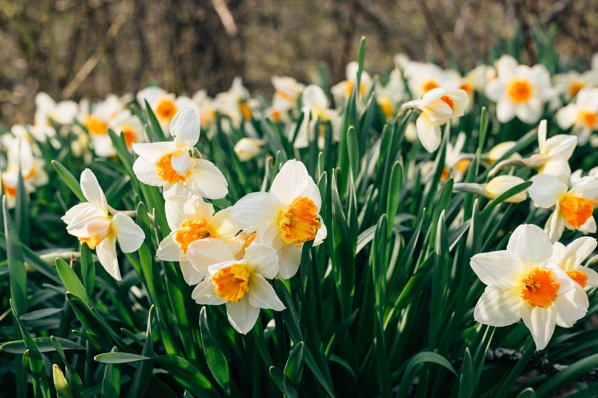 Free Photo Daffodils On A Meadow