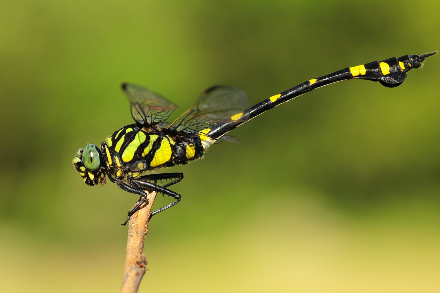 Dragonfly Resting on a Twig