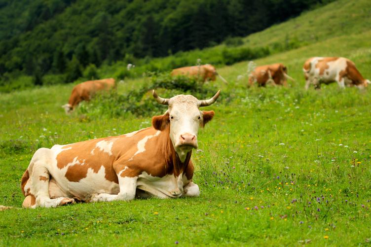 Cows Grazing on a Green Meadow