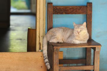 Cat Laying on a Chair Outdoors