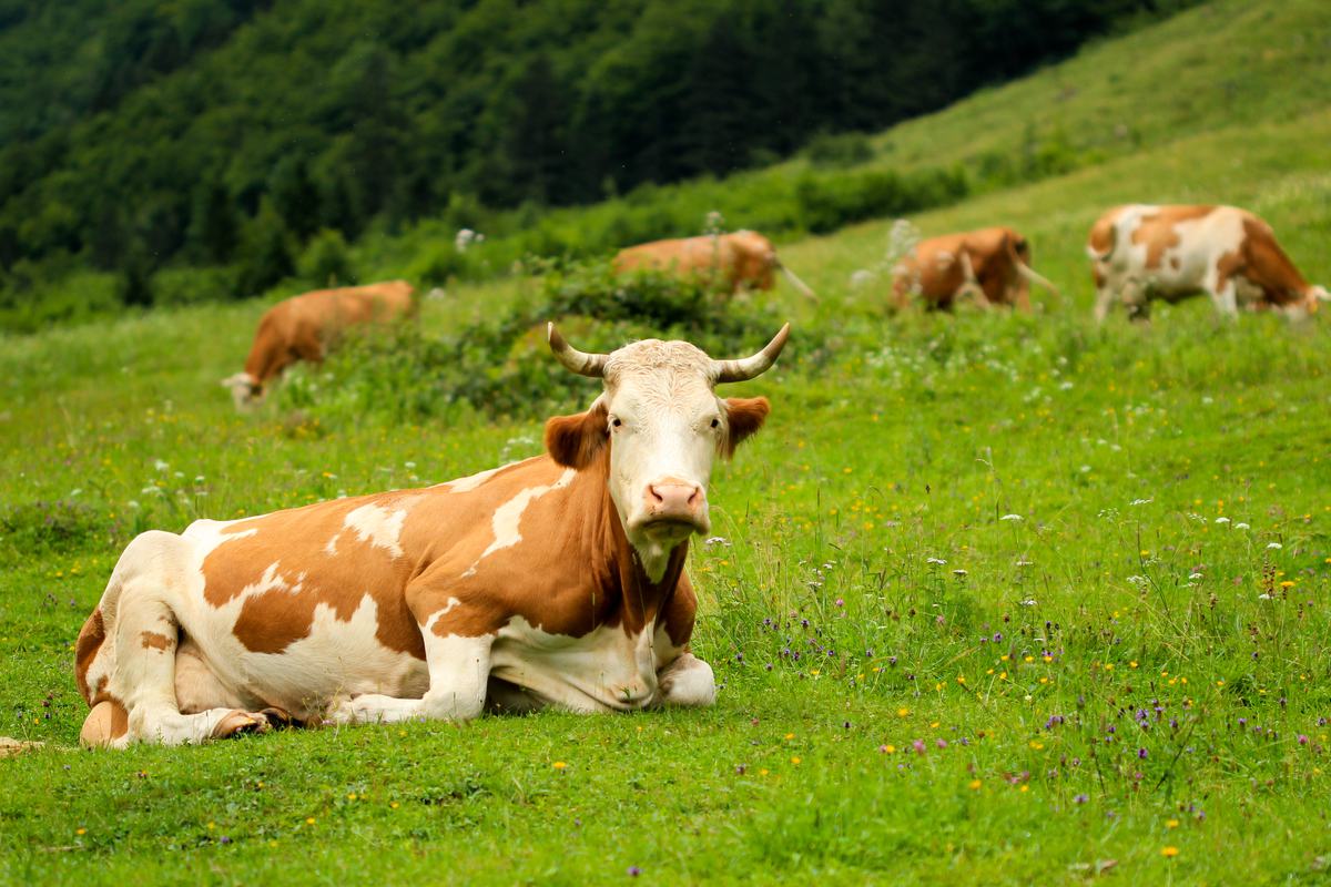 free-photo-cows-grazing-on-a-green-meadow