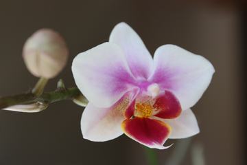 Light Pink Orchid Flower