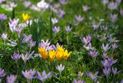 A Field of Purple and Yellow Crocus