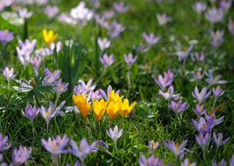 A Field of Purple and Yellow Crocus