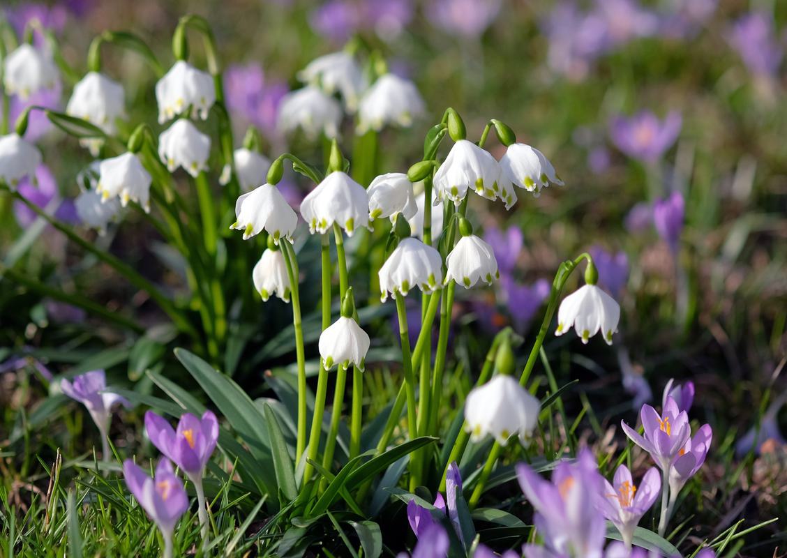 Free Photo Great View of the First Spring Flowers on the Meadow