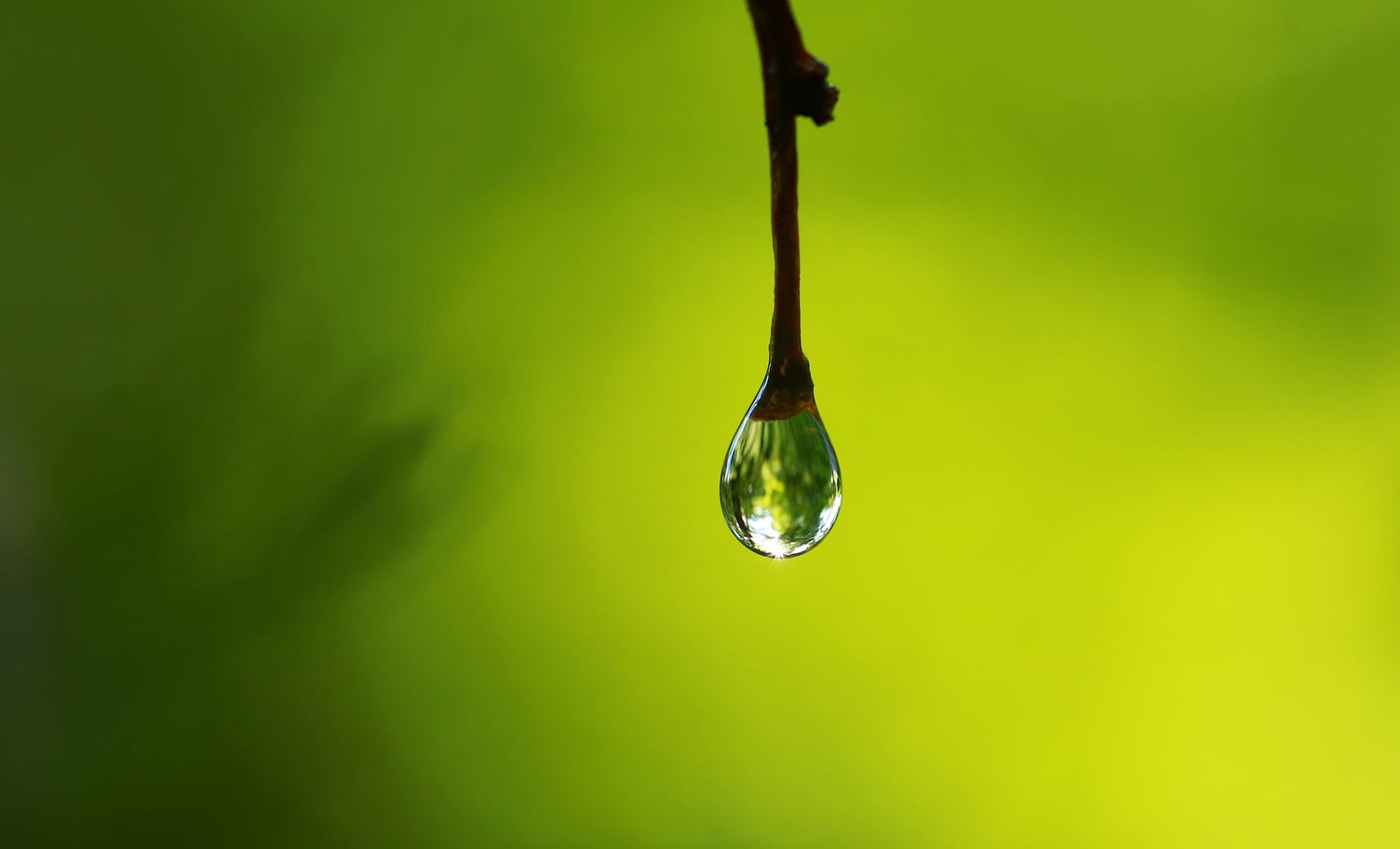 Single Water Drop on a Twig