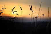 Silhouette of Grass Blades at Sunset