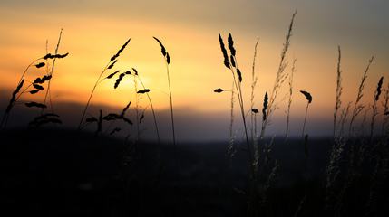 Silhouette of Grass Blades at Sunset