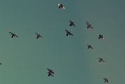 A Flock of Flying Birds