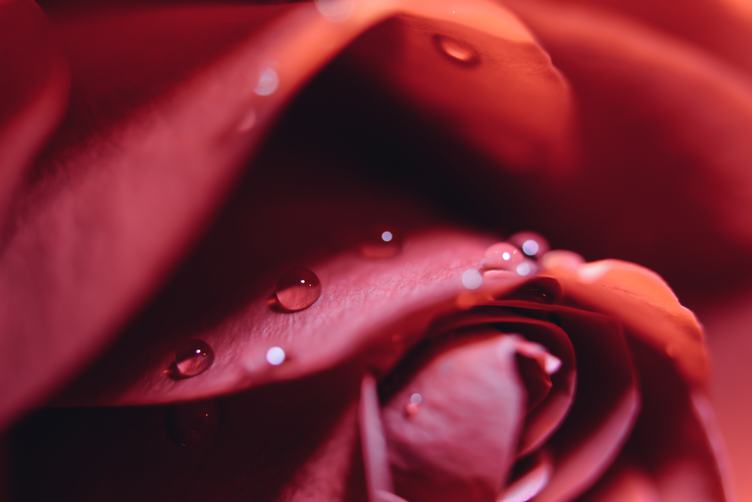 Water Drops on Red Rose Petals