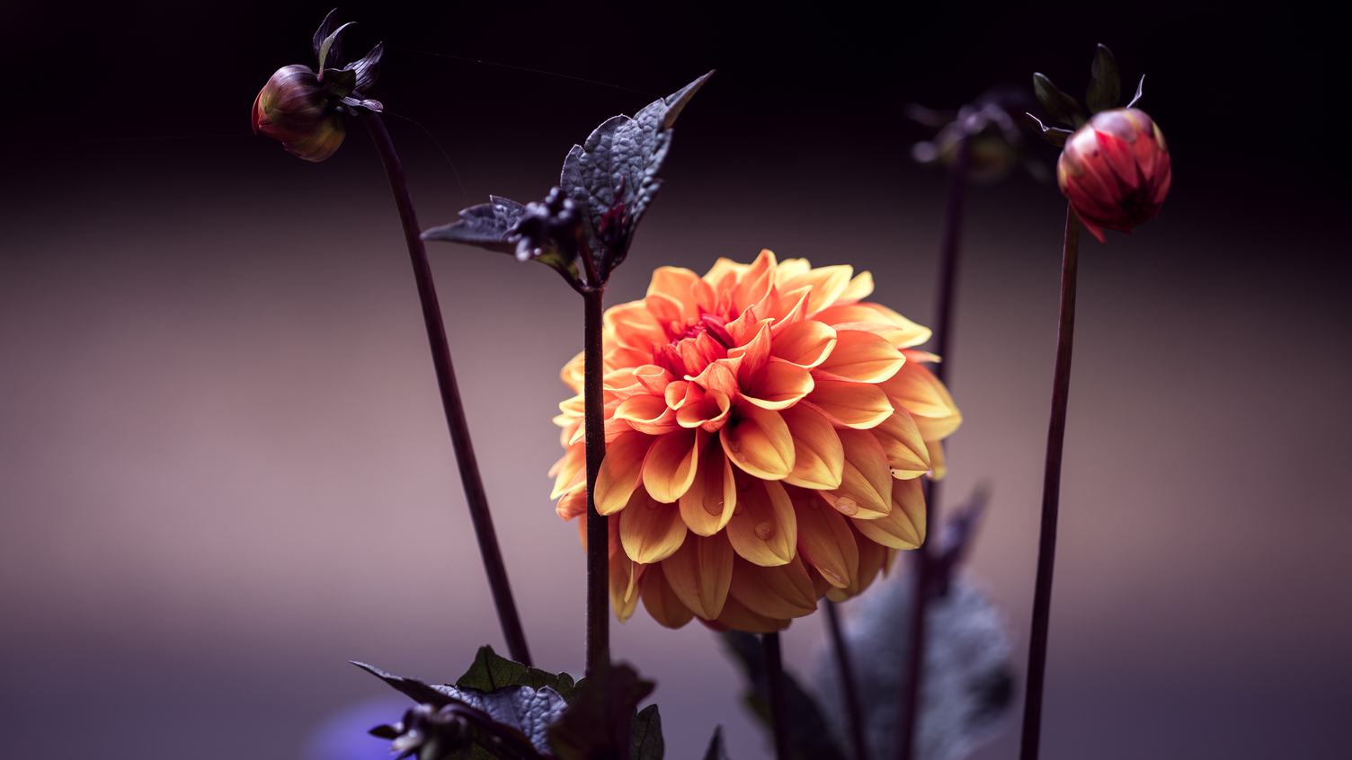 Orange Dahlia Flower and Buds