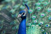 Beautiful Indian Peacock with Colorful Feathers
