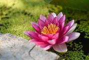 Pink Water Lily and Duckweed in the Pond