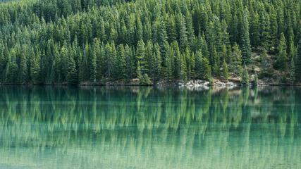 Coniferous Forest and Lake Mirror Reflection