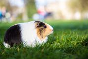 Cute Guinea Pig in the Grass
