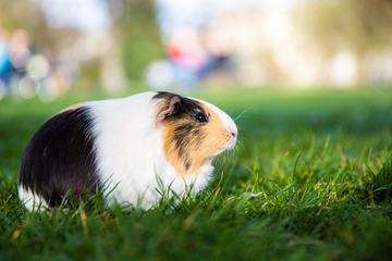 Cute Guinea Pig in the Grass