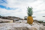 Pineapple on a Rocky Beach