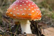 Toadstool - Fly Agaric in the Forest