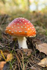 Toadstool - Fly Agaric in the Forest