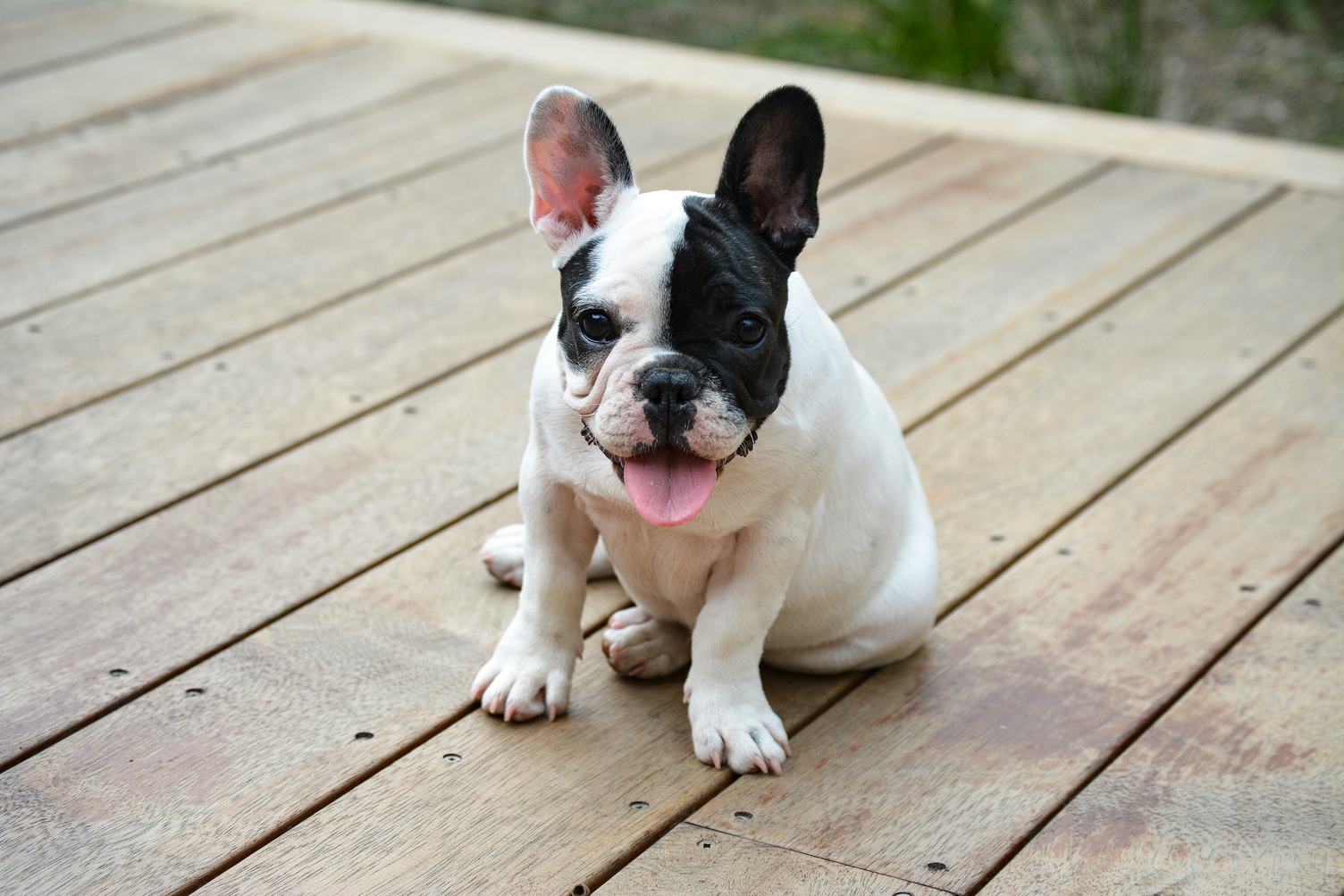 French Bulldog Puppy