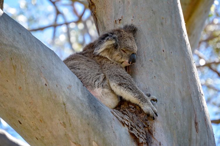 Koala Bear Sleeping on a Tree