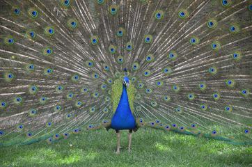 Portrait of Beautiful Peacock