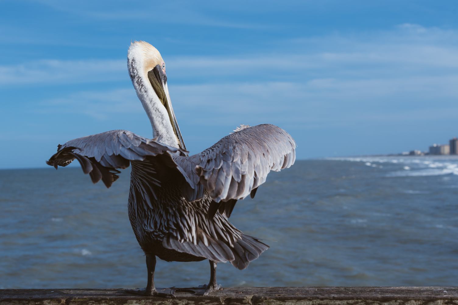 Pelican is Getting Ready for Flight