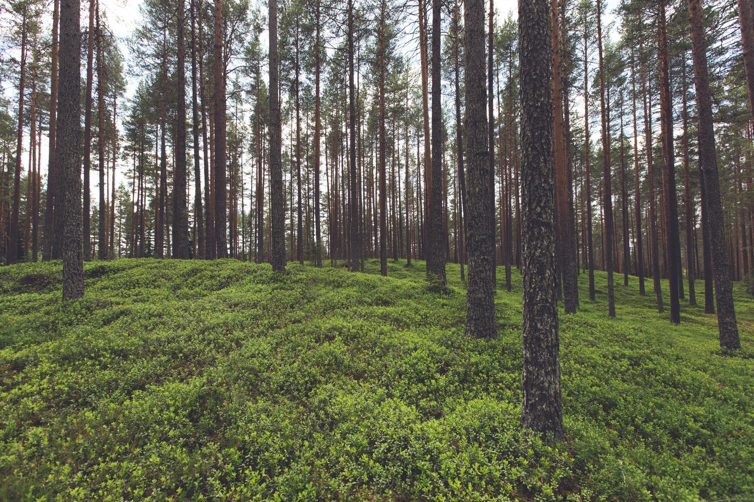 In the forest