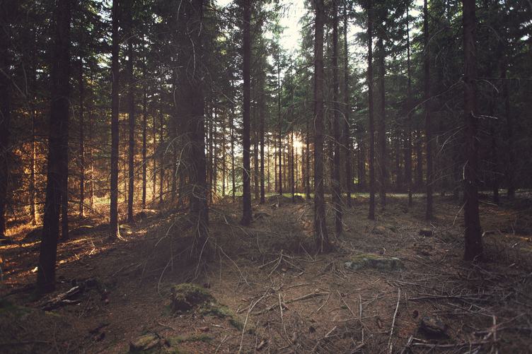 Swedish Coniferous Forest