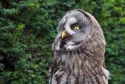 Brown Owl Portrait