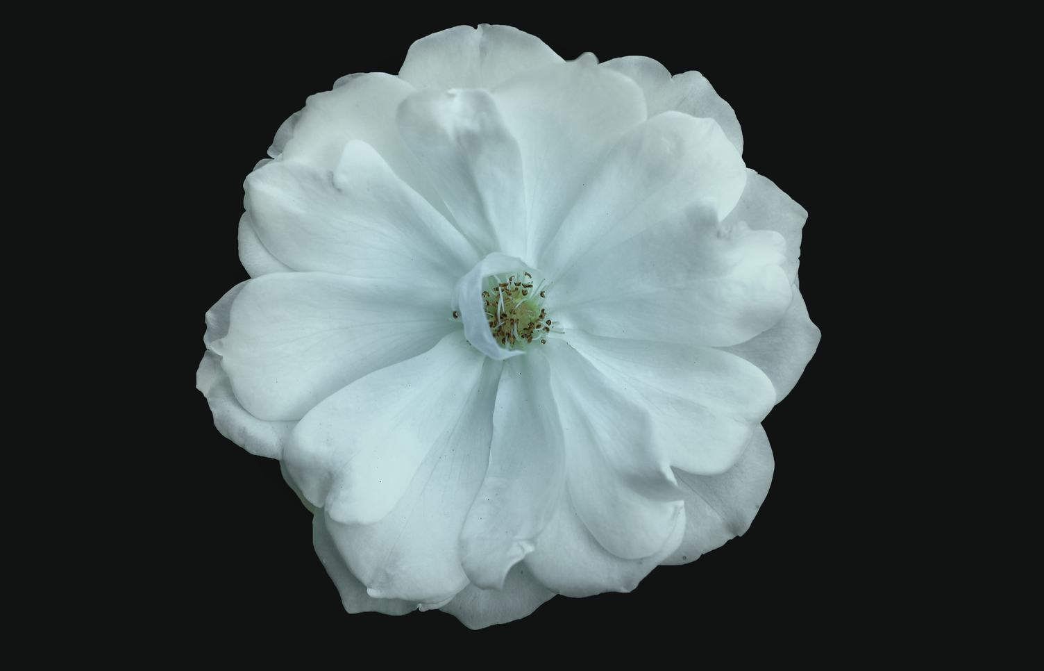 Free Photo: White Flower on Black Background