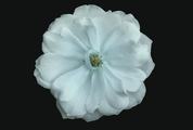White Flower on Black Background